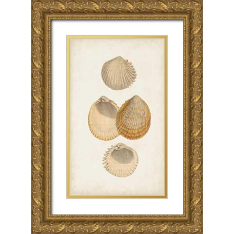 Antiquarian Shell Study II Gold Ornate Wood Framed Art Print with Double Matting by Vision Studio