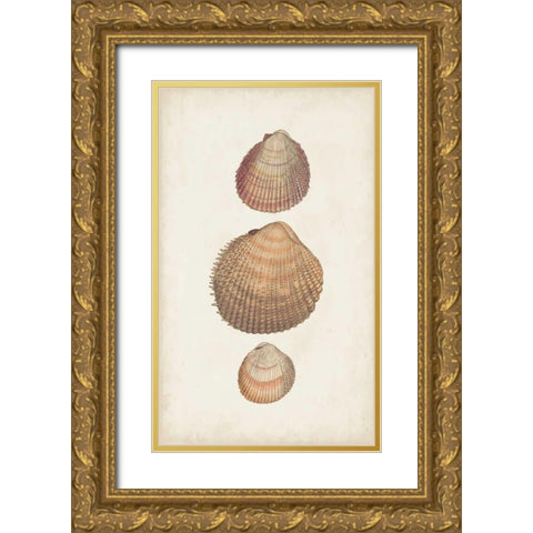 Antiquarian Shell Study IV Gold Ornate Wood Framed Art Print with Double Matting by Vision Studio