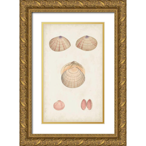 Antiquarian Shell Study V Gold Ornate Wood Framed Art Print with Double Matting by Vision Studio