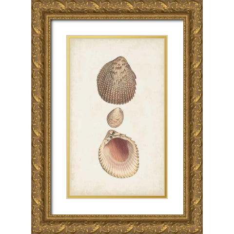 Antiquarian Shell Study VI Gold Ornate Wood Framed Art Print with Double Matting by Vision Studio