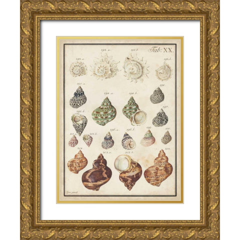 Seashell Synopsis I Gold Ornate Wood Framed Art Print with Double Matting by Vision Studio