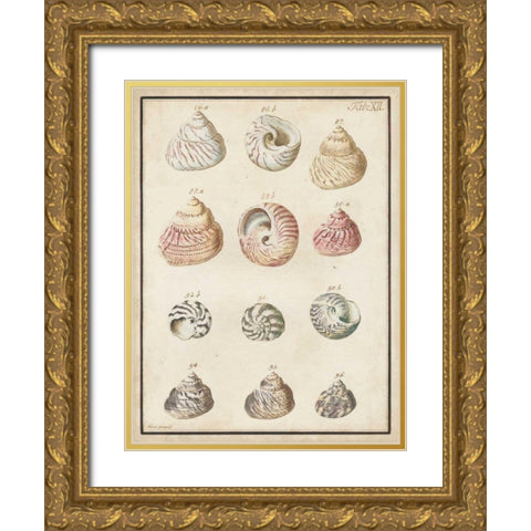 Seashell Synopsis II Gold Ornate Wood Framed Art Print with Double Matting by Vision Studio