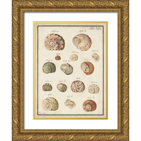Seashell Synopsis III Gold Ornate Wood Framed Art Print with Double Matting by Vision Studio