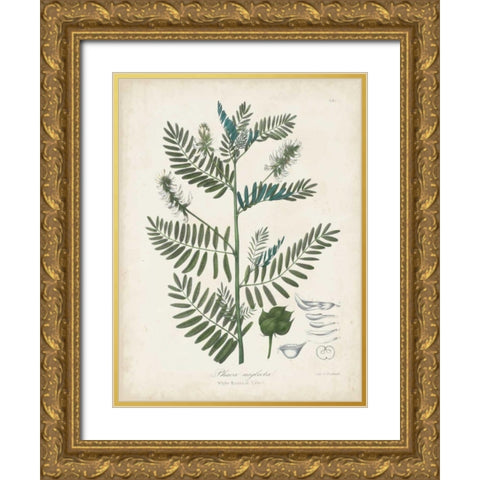 Flowering Flora I Gold Ornate Wood Framed Art Print with Double Matting by Torrey, John