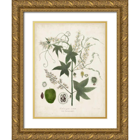 Flowering Flora II Gold Ornate Wood Framed Art Print with Double Matting by Torrey, John