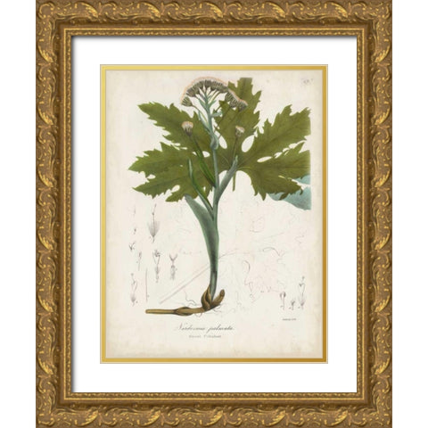 Flowering Flora III Gold Ornate Wood Framed Art Print with Double Matting by Torrey, John