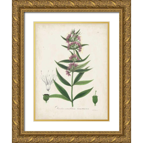 Flowering Flora IV Gold Ornate Wood Framed Art Print with Double Matting by Torrey, John
