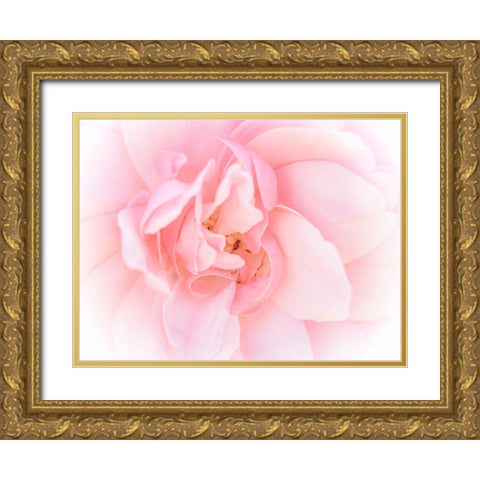 Pretty Pink Blooms III Gold Ornate Wood Framed Art Print with Double Matting by Bane, Eva