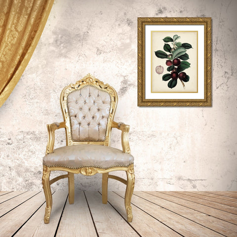 Antique Foliage and Fruit I Gold Ornate Wood Framed Art Print with Double Matting by Vision Studio