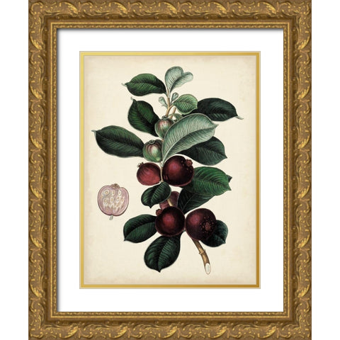 Antique Foliage and Fruit I Gold Ornate Wood Framed Art Print with Double Matting by Vision Studio