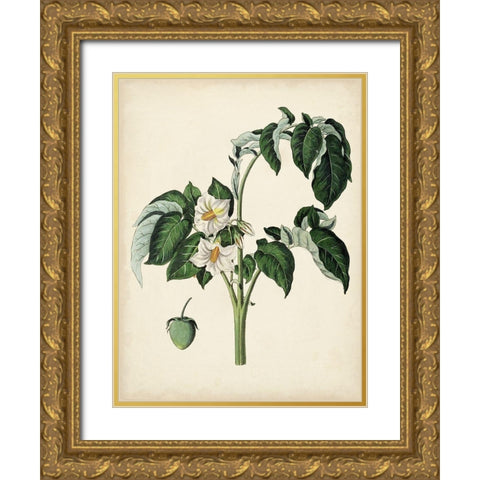 Antique Foliage and Fruit II Gold Ornate Wood Framed Art Print with Double Matting by Vision Studio