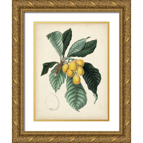 Antique Foliage and Fruit VI Gold Ornate Wood Framed Art Print with Double Matting by Vision Studio