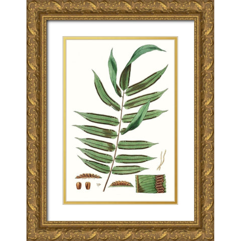 Fern Foliage I Gold Ornate Wood Framed Art Print with Double Matting by Vision Studio
