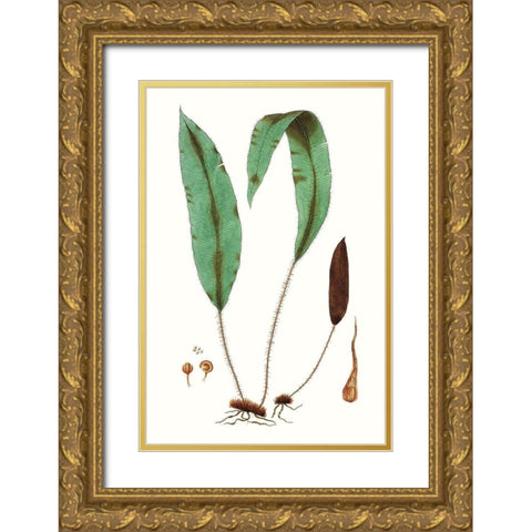 Fern Foliage III Gold Ornate Wood Framed Art Print with Double Matting by Vision Studio