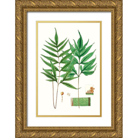 Fern Foliage IV Gold Ornate Wood Framed Art Print with Double Matting by Vision Studio
