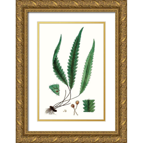 Fern Foliage V Gold Ornate Wood Framed Art Print with Double Matting by Vision Studio