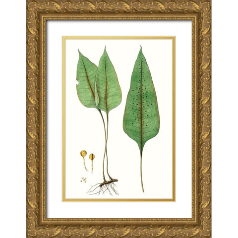 Fern Foliage VI Gold Ornate Wood Framed Art Print with Double Matting by Vision Studio