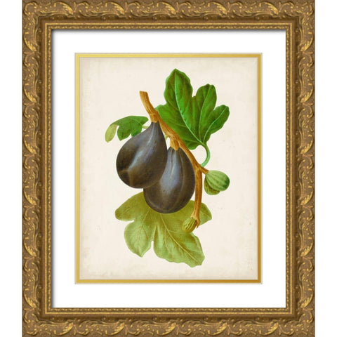 Antique Fruit VI Gold Ornate Wood Framed Art Print with Double Matting by Vision Studio