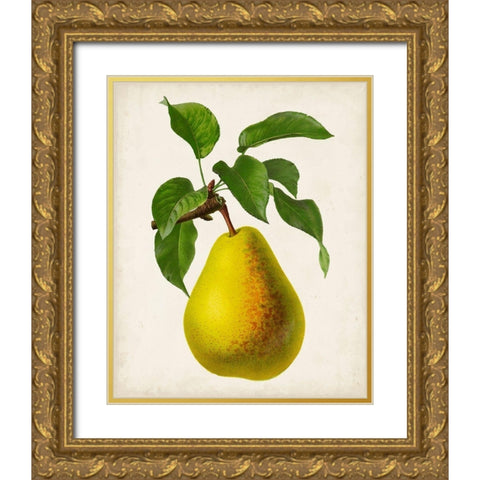 Antique Fruit VII Gold Ornate Wood Framed Art Print with Double Matting by Vision Studio