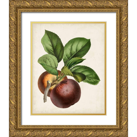 Antique Fruit IX Gold Ornate Wood Framed Art Print with Double Matting by Vision Studio