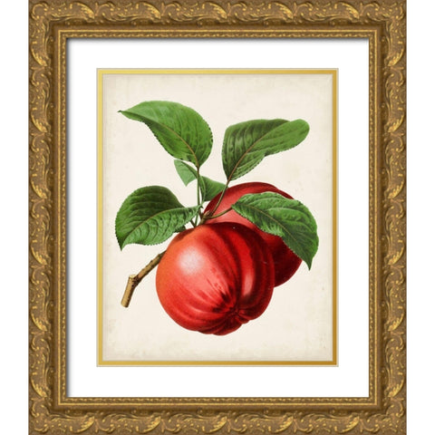 Antique Fruit X Gold Ornate Wood Framed Art Print with Double Matting by Vision Studio