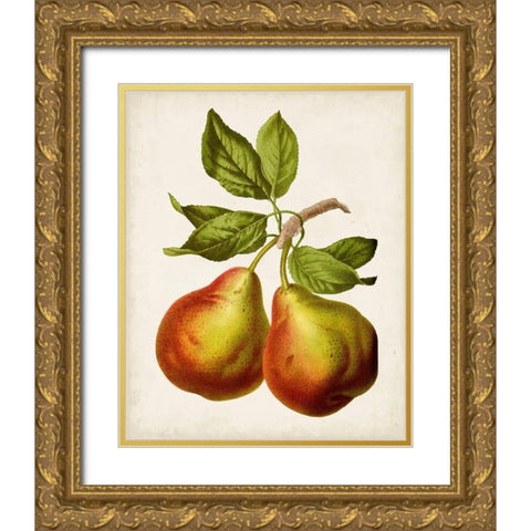 Antique Fruit XI Gold Ornate Wood Framed Art Print with Double Matting by Vision Studio