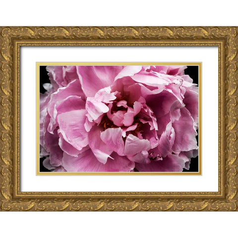 Pink Peony Passion III Gold Ornate Wood Framed Art Print with Double Matting by Orlov, Irena