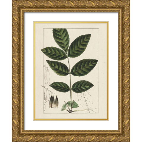 Custom Silva Leaves I (ASH) Gold Ornate Wood Framed Art Print with Double Matting by Silva, John