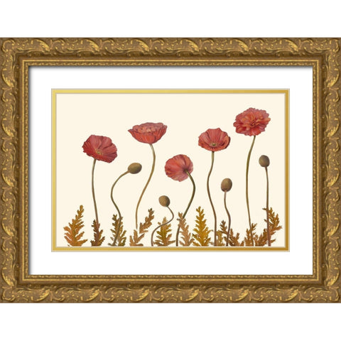Coral Poppy Display II Gold Ornate Wood Framed Art Print with Double Matting by Iafrate, Sandra