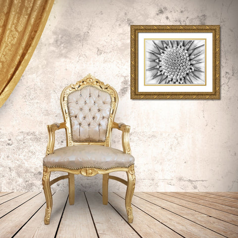 Quiet Burst I Gold Ornate Wood Framed Art Print with Double Matting by Hartson-Weddle, Ryan