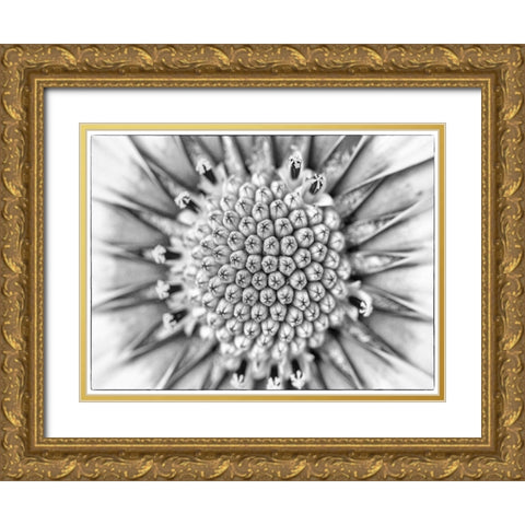 Quiet Burst I Gold Ornate Wood Framed Art Print with Double Matting by Hartson-Weddle, Ryan