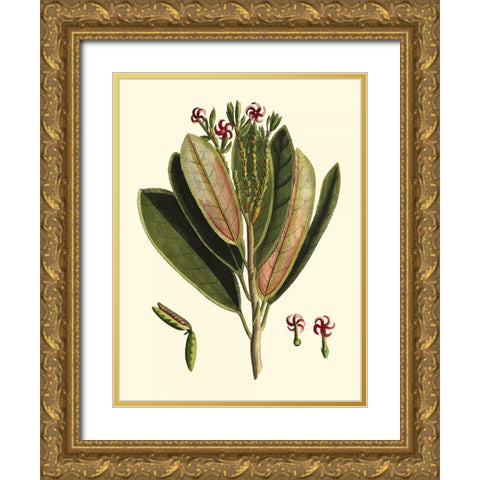 Buchoz Leaves I Gold Ornate Wood Framed Art Print with Double Matting by Vision Studio