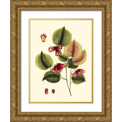Buchoz Leaves II Gold Ornate Wood Framed Art Print with Double Matting by Vision Studio