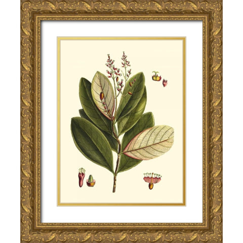 Buchoz Leaves IV Gold Ornate Wood Framed Art Print with Double Matting by Vision Studio