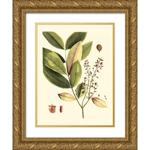 Buchoz Leaves VI Gold Ornate Wood Framed Art Print with Double Matting by Vision Studio