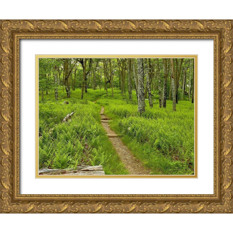 Country Road Photo V Gold Ornate Wood Framed Art Print with Double Matting by McLoughlin, James
