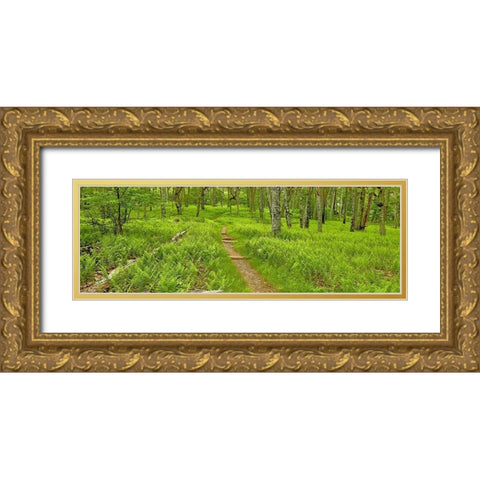 Country Road Panorama VI Gold Ornate Wood Framed Art Print with Double Matting by McLoughlin, James