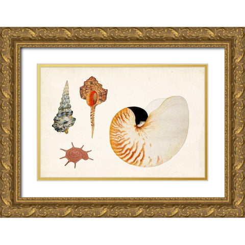 Antique Shell Anthology I Gold Ornate Wood Framed Art Print with Double Matting by Vision Studio