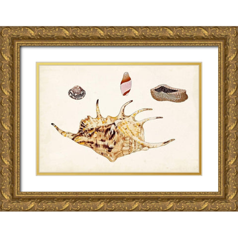 Antique Shell Anthology II Gold Ornate Wood Framed Art Print with Double Matting by Vision Studio