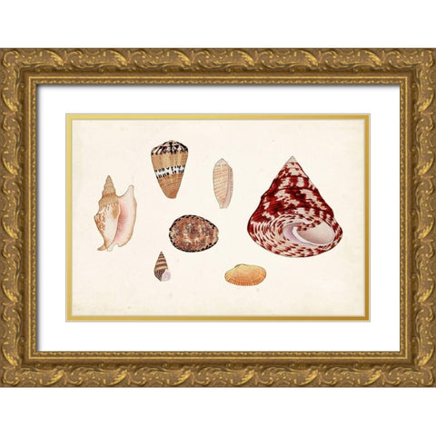 Antique Shell Anthology V Gold Ornate Wood Framed Art Print with Double Matting by Vision Studio