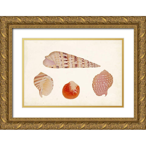 Antique Shell Anthology VII Gold Ornate Wood Framed Art Print with Double Matting by Vision Studio