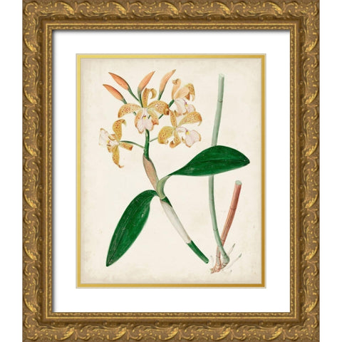 Orchid Pair II Gold Ornate Wood Framed Art Print with Double Matting by Unknown