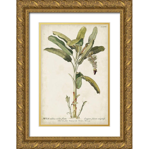 Banana Palm I Gold Ornate Wood Framed Art Print with Double Matting by Unknown
