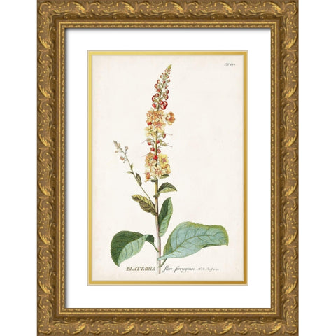 Alluring Botamical II Gold Ornate Wood Framed Art Print with Double Matting by Unknown
