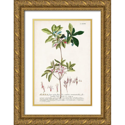 Alluring Botamical IV Gold Ornate Wood Framed Art Print with Double Matting by Unknown