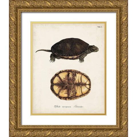 Antique Turtles and Shells II Gold Ornate Wood Framed Art Print with Double Matting by Unknown