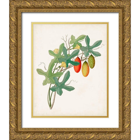 Botanical of the Tropics III Gold Ornate Wood Framed Art Print with Double Matting by Unknown