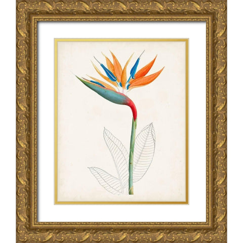 Botanical of the Tropics IV Gold Ornate Wood Framed Art Print with Double Matting by Unknown