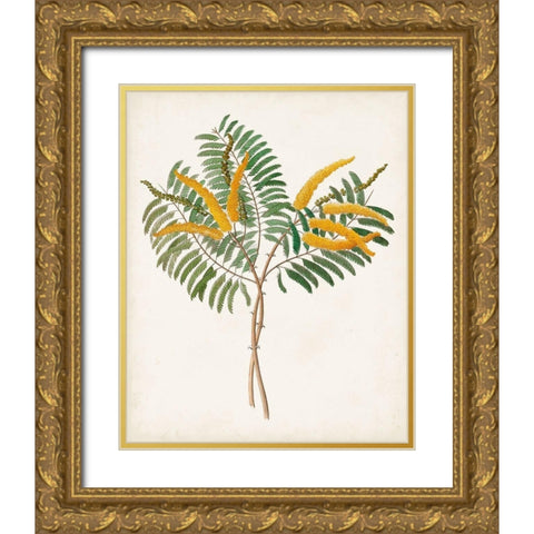 Botanical of the Tropics VIII Gold Ornate Wood Framed Art Print with Double Matting by Unknown