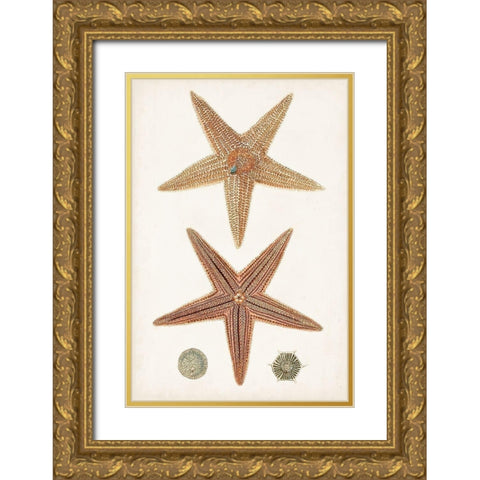 Coastal Curiosity I Gold Ornate Wood Framed Art Print with Double Matting by Unknown